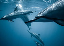 蘑菇影视在线观看盘点：内幕5条亲测有效秘诀，神秘人上榜理由非常令人暧昧蔓延